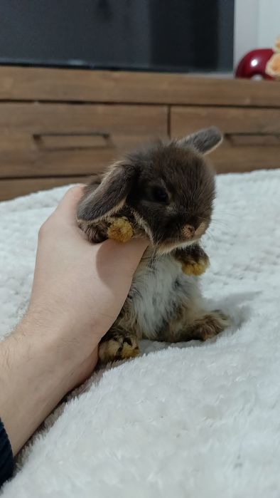 Mini lop króliki karzełek miniaturka baranek hodowla