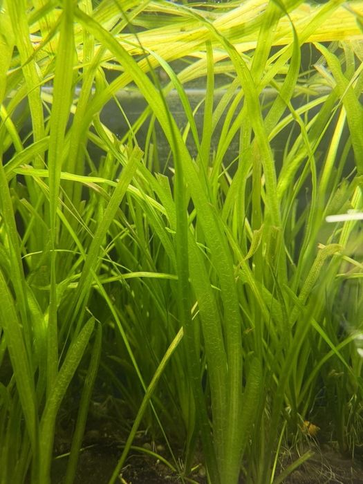 Planta de aquário (sagitária subulata)