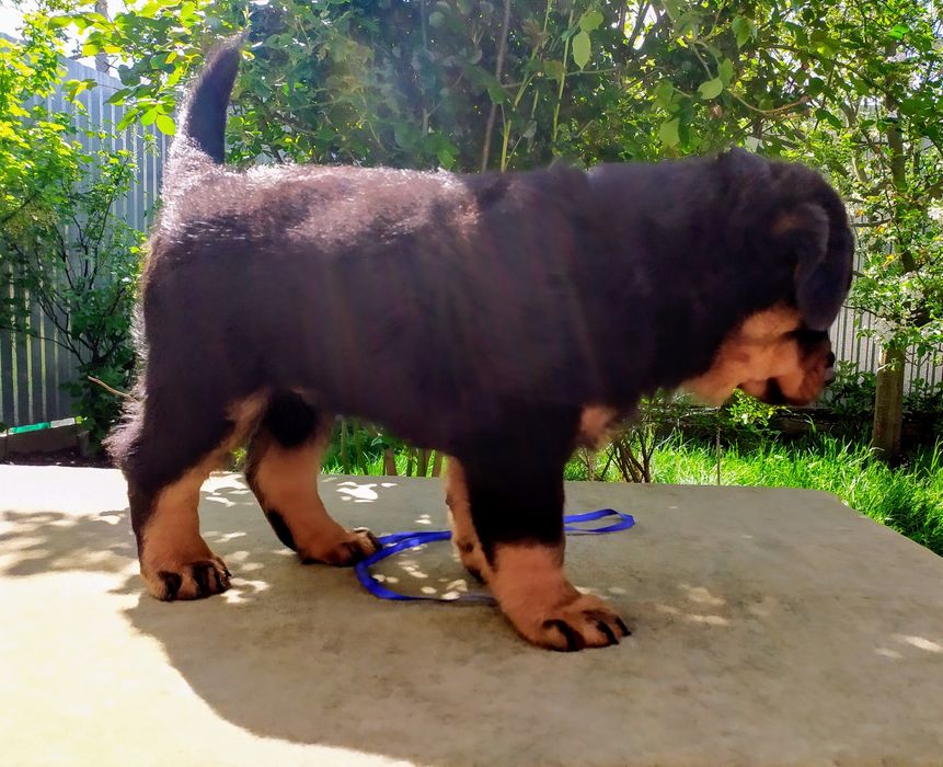 Ротвейлерята, хлопчики КСУ.