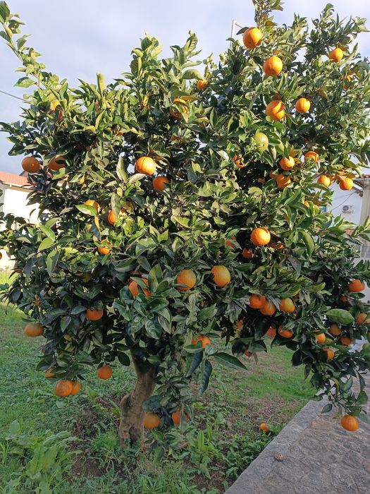 Vendo Laranja biológica