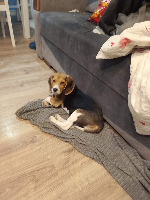 Beagle Szczenięta Rodowodowe