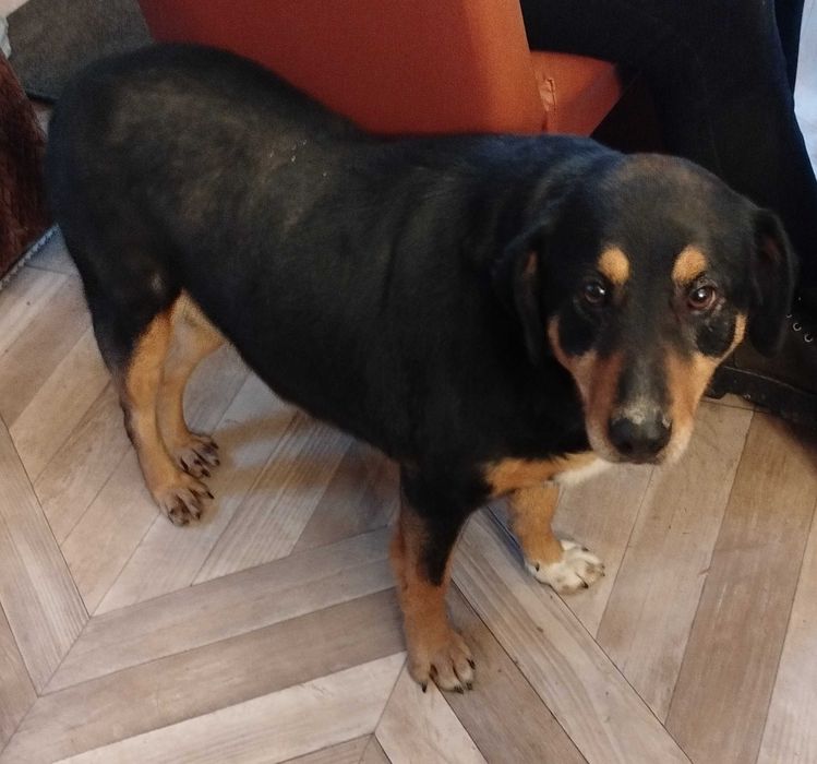 Spójrz w te smutne oczy i przytul samotnego pieska. Okol.Limanowej