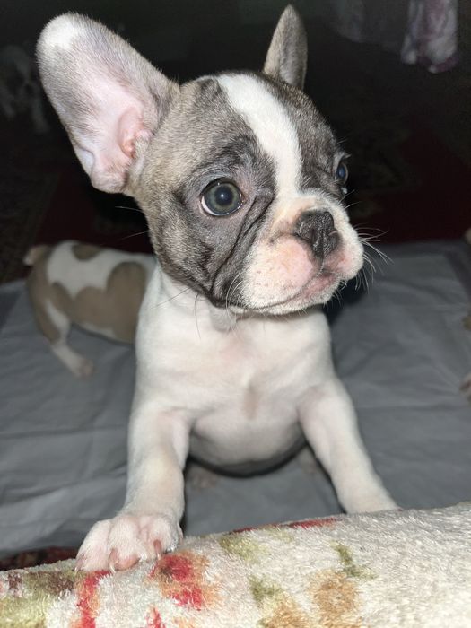 Малыши Французики