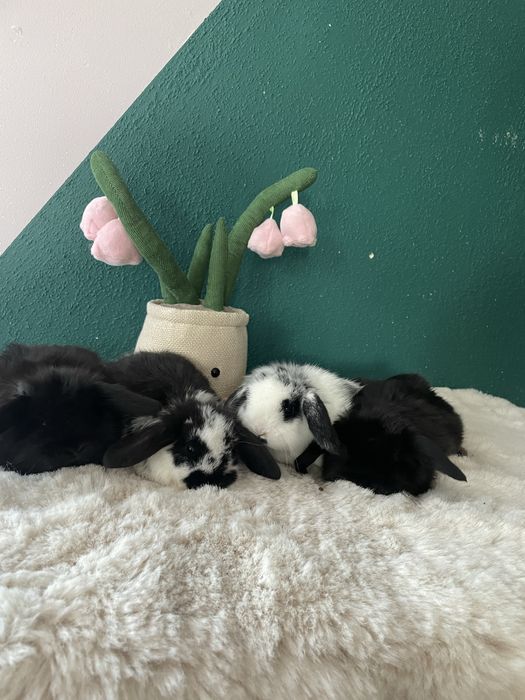 Sprzedam  mini  loop dostępne czarne