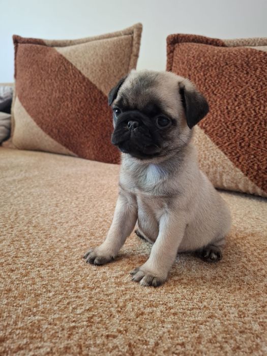 Mops suczka metryczka, wyprawka , czip Gotowe do odbioru