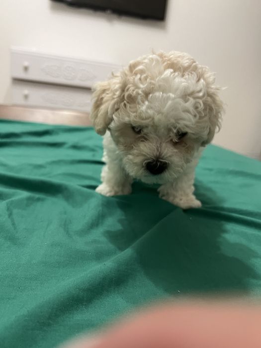 Продам  цуценя породи бішон фрізе