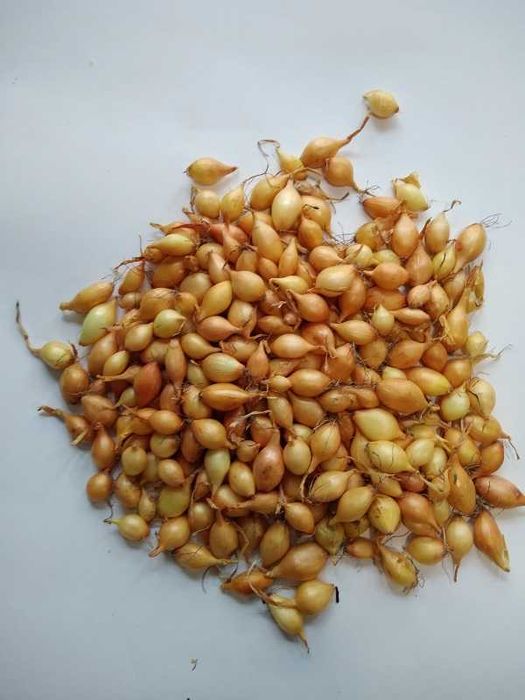 Cebula Dymka Efekt 8-15mm Worek 10kg