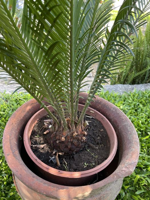 Planta Sika_estilo palmeira com crecimento lento