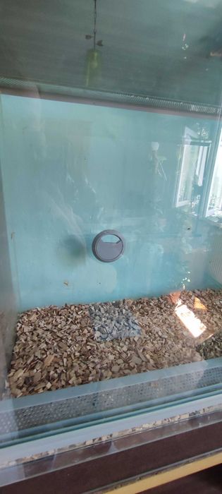Terrarium wąż pająk agawa
