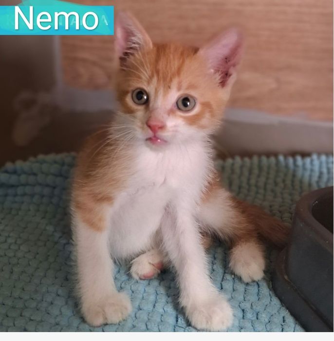Malutki kocurek Nemo czeka na dom w schronisku