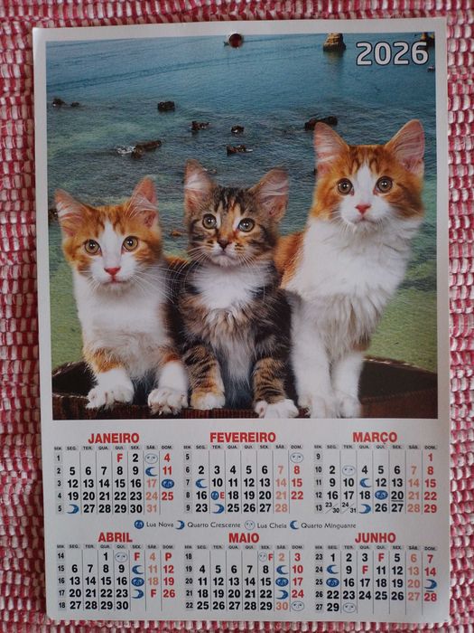 Calendário 2026 Gatos/Cão e Gato - Novo
