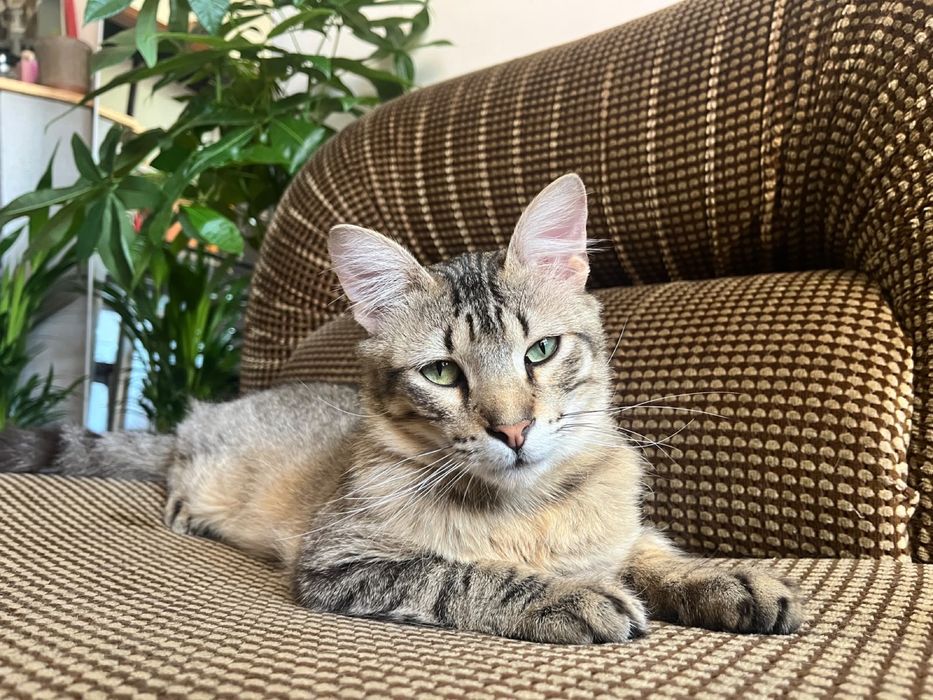 Gato jovem para adoção responsável