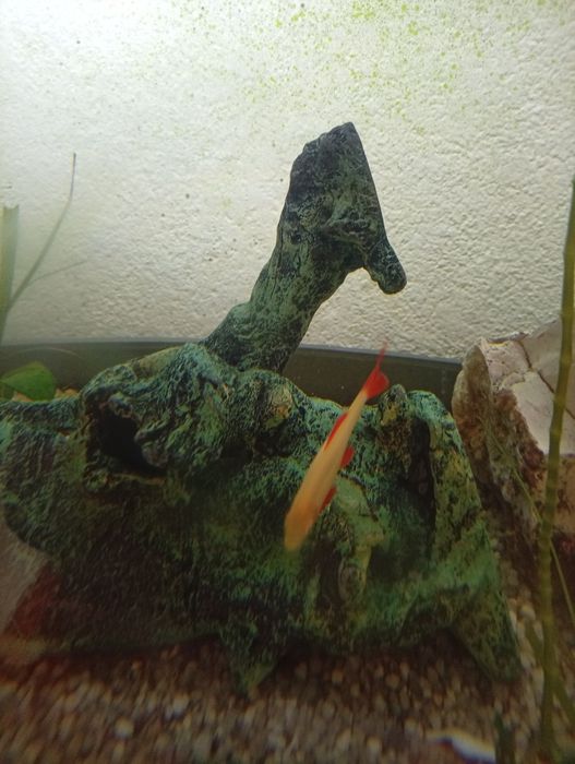 Vendo dois tubarões albino de arco íris