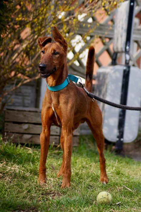 Mix pinczer/terier szuka nowego domu