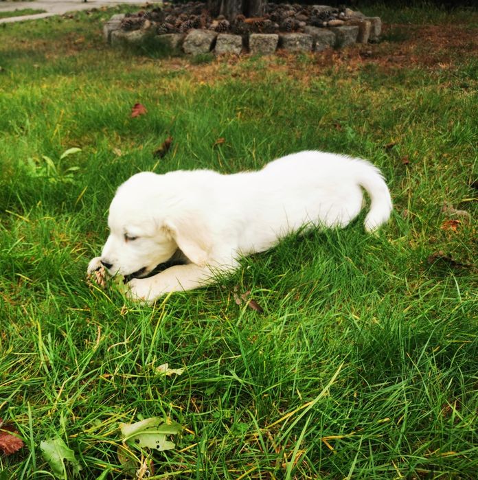 Golden retriever