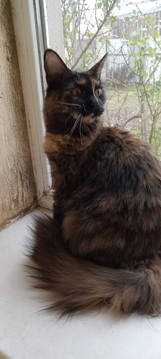 Продаются шикарные чистокровные девочки Мейн-Куны черепахового цвета