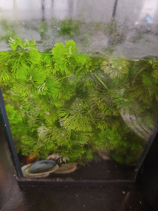 Vendo planta aquática fox tail