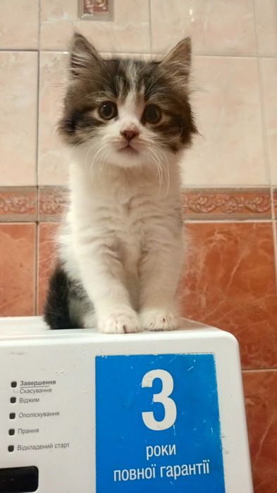 Віддам в добрі руки кошенят
