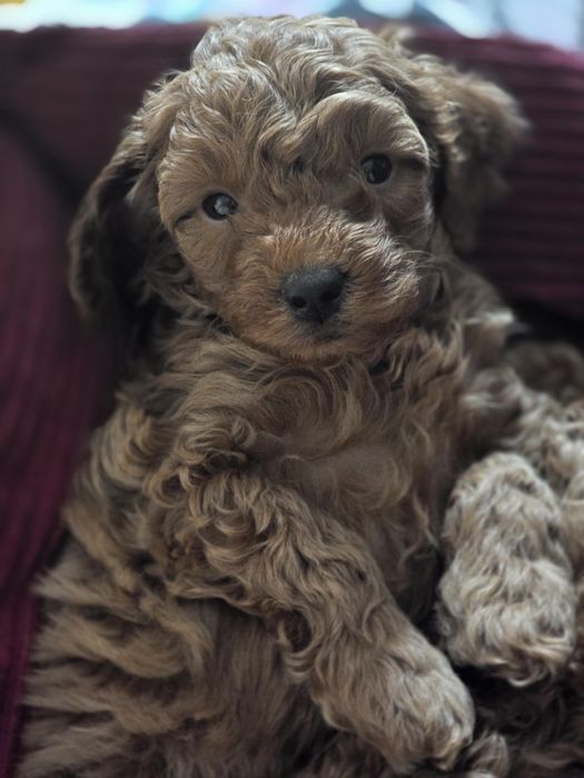Cavapoo f1b ostatni piesek