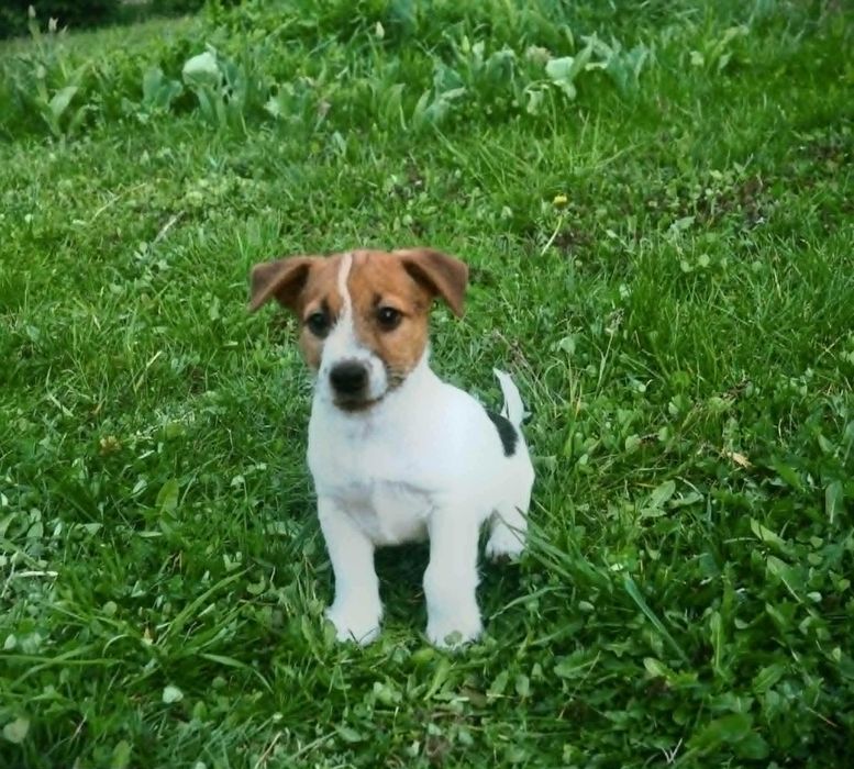 Jack Russell Terrier piesek Tricolor włos złamany EKLER hodowla KAMA