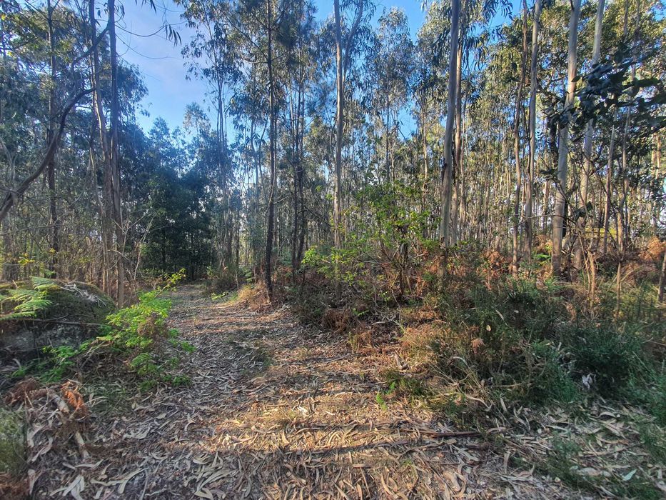 Terreno Florestal +/- 1 hectare Monte Córdova - Santo Tirso próximo ao Santuário da Nossa Sra da Assunção