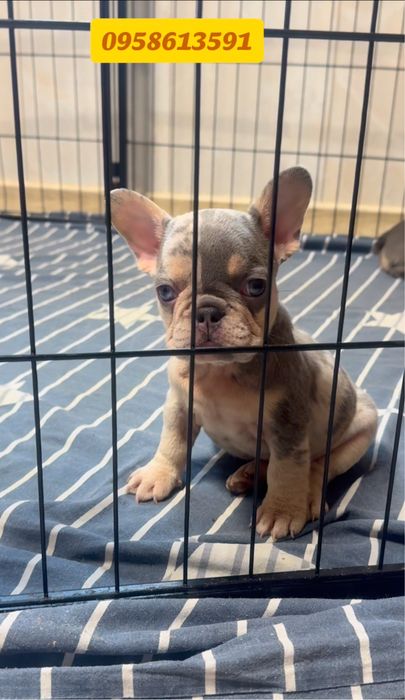 Щенятка французькі бульдоги