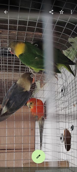 Papugi nierozłączki