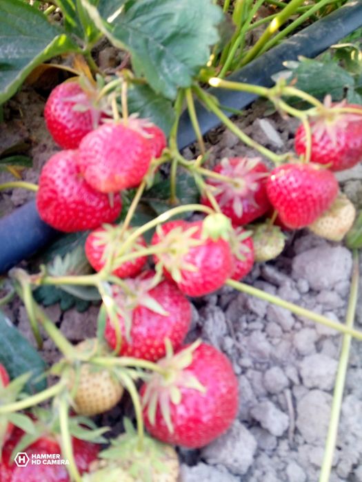 Szkółka sadzonki truskawek