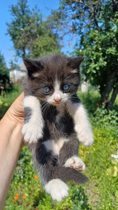 Віддам кошеня в хороші руки