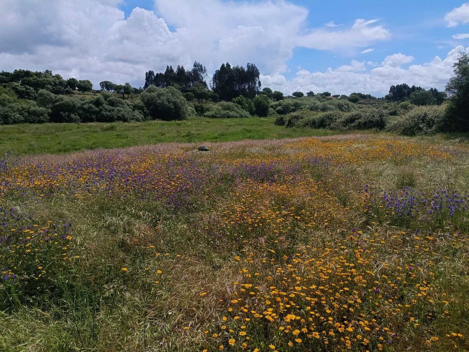 Terreno Ideal para Refúgio de Campo, 7 hectares , Nisa