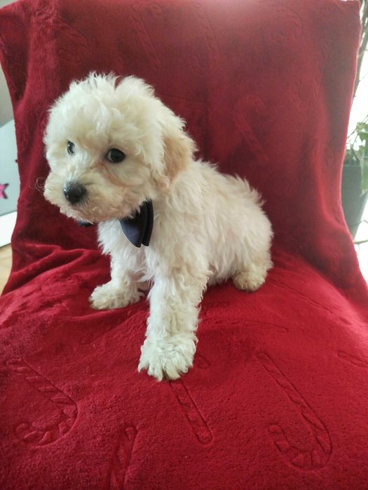 Sprzedam pieski rasy MALTIPO