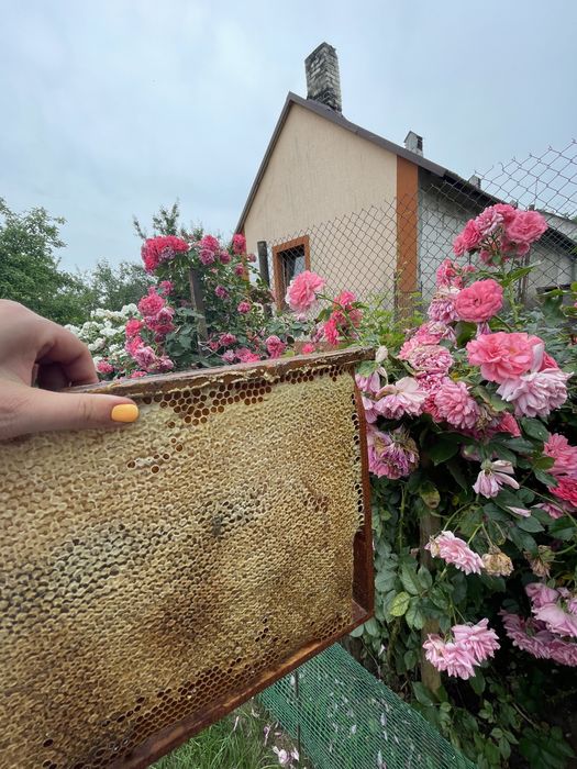 Miód pszczeli z Podlasia - Kłyzówka