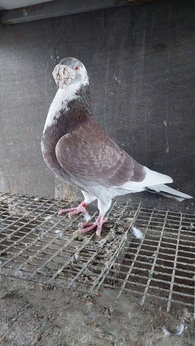 Golebie staropolskie