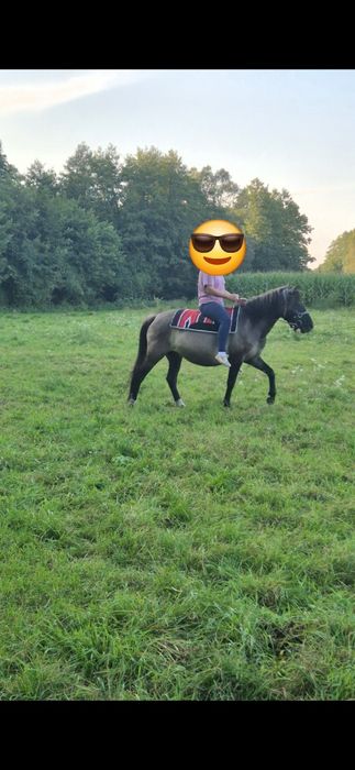 Klacz huculska  hucuł dopłaty licecja