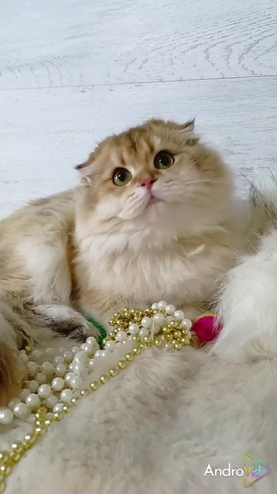 Шикарная вислоухая девочка золотая шиншилла Хайленд