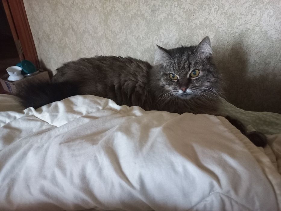 Отдам пушистую сибирскую кошку, стерилизована, 10 лет