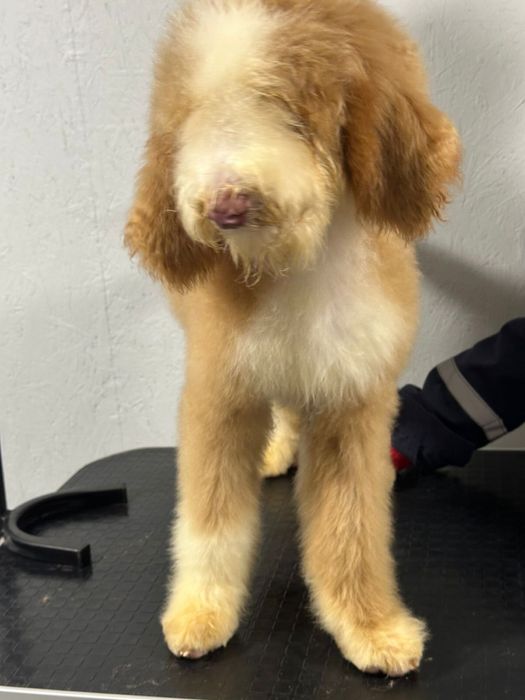 Королевский китайский гигант пудель/лабродудль
