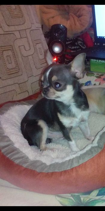 Вязка чихуахуа миник