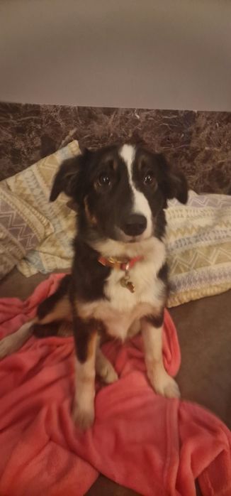 Bordel collie suczka