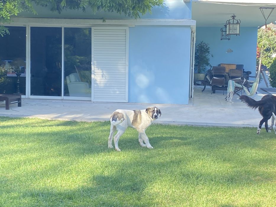 Cachorra Rafeiro do Alentejo