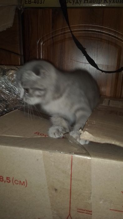 Продам шотландське кошеня.
