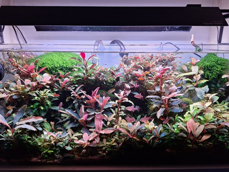 Bucephalandra sp. Biblis Red