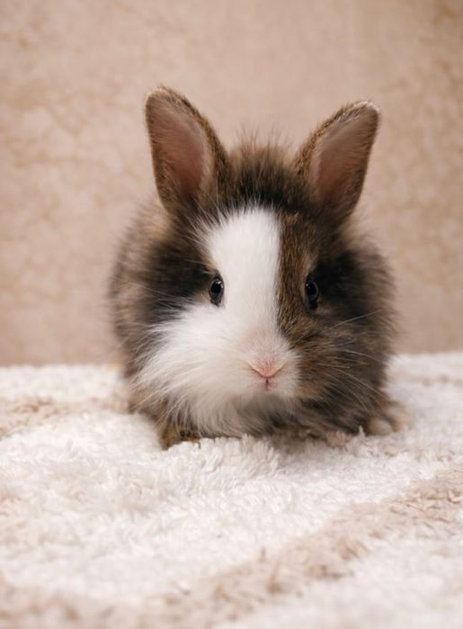 Króliczki karzełeki