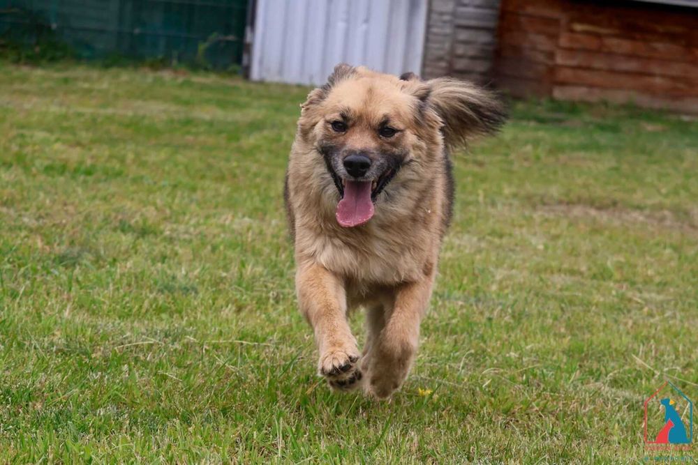 Śliczny Bierek do adopcji - 4 lata, 14 kg, wesoły i uczuciowy