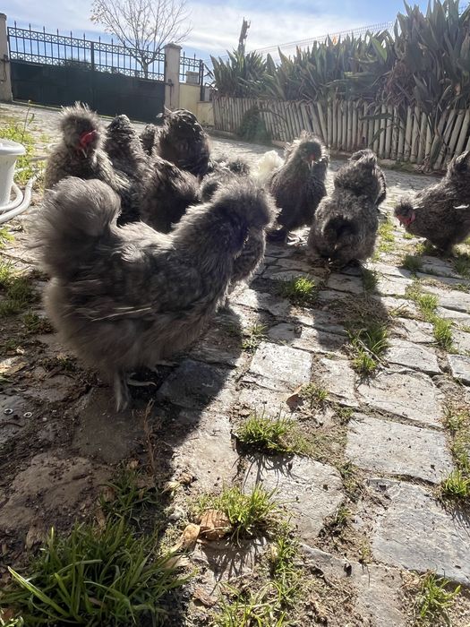 Casais de Sedosas do Japão linha USA