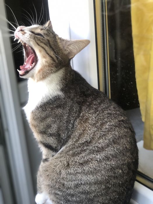 Котик 1,5 года бесплатно