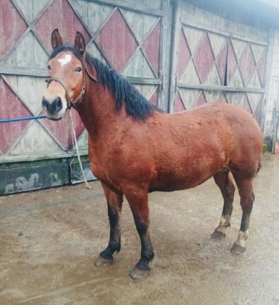 Klacz gniada 3 letnia obuczona zaprzęgana