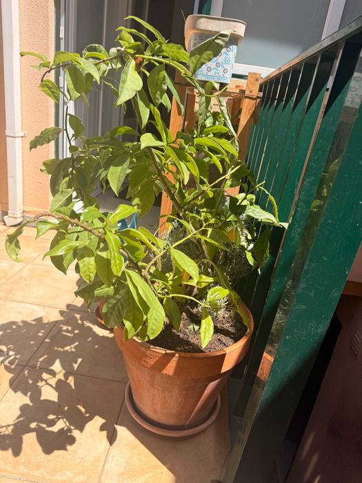 Arvore Citrica - Planta para jardim