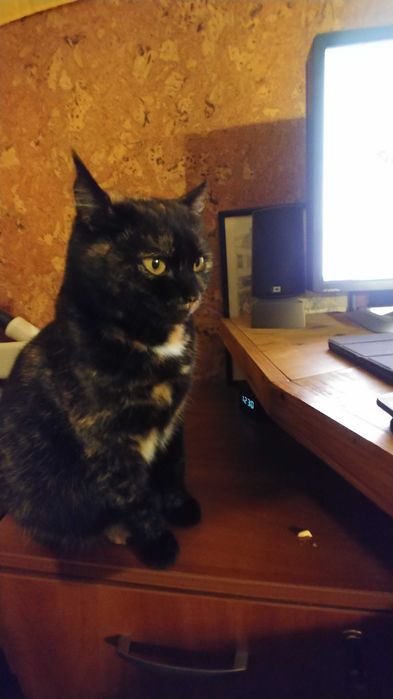 Отдам в хорошие руки  кошку