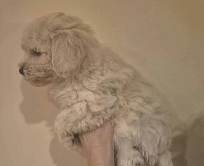 Maltipoo Piesek Gotowa do Odbioru